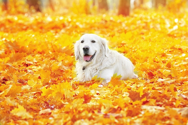 Perro perdiguero de labrador divertido en el hermoso parque de otoño en un día soleado