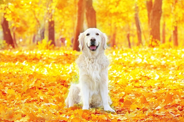 Perro perdiguero de labrador divertido en el hermoso parque de otoño en un día soleado