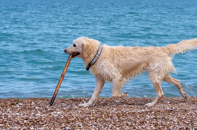 Perro perdiguero de labrador dorado blanco en la playa