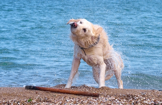 Perro perdiguero de labrador dorado blanco en la playa