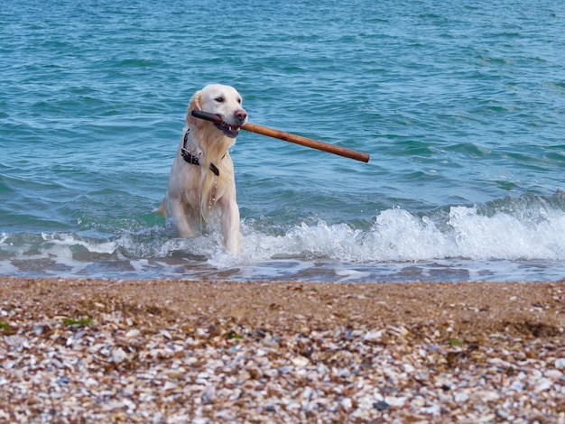 Perro perdiguero de labrador dorado blanco en la playa