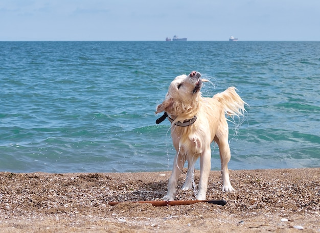 Perro perdiguero de labrador dorado blanco en la playa