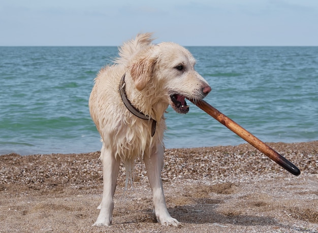 Perro perdiguero de labrador dorado blanco en la playa