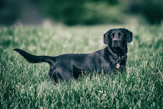 Perro perdiguero de Labrador negro de pie sobre la hierba