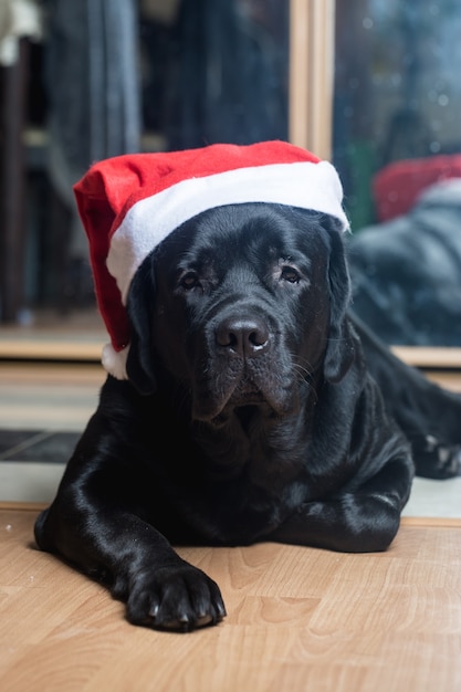 Perro perdiguero de labrador negro en el sombrero de Santa tirado en el suelo frente a la cámara.
