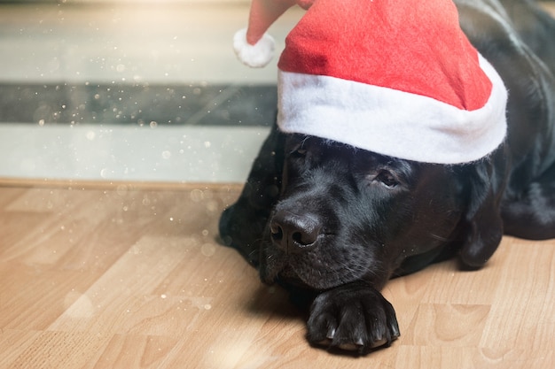 Perro perdiguero de labrador negro en el sombrero de Santa tirado en el suelo frente a la cámara.