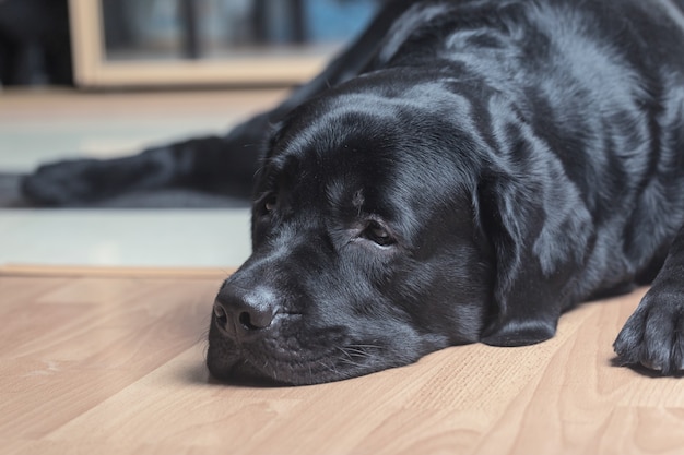 Perro perdiguero de labrador negro tirado en el suelo frente a la cámara.