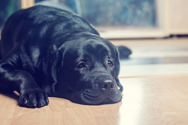 Perro perdiguero de labrador negro tirado en el suelo frente a la cámara.