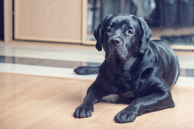 Perro perdiguero de labrador negro tirado en el suelo frente a la cámara.