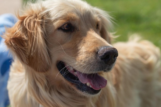 Foto perro perdiguero de oro