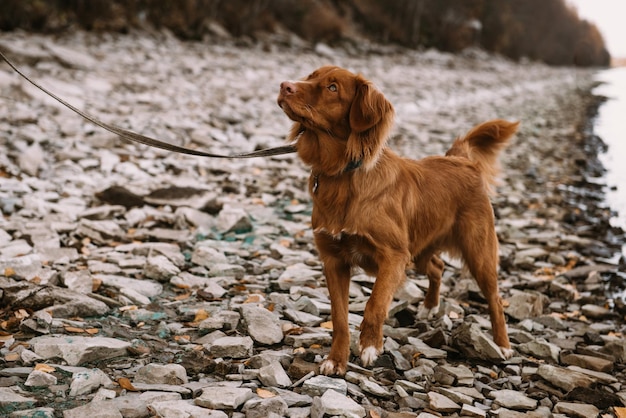 Perro perdiguero de perro sano corriendo al aire libre con correa