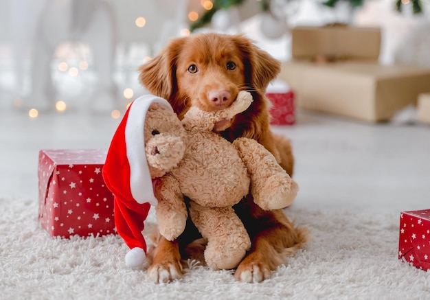 Perro perdiguero de Toller en Navidad con osito de peluche con gorro de Papá Noel en casa con regalos y decoración festiva de año nuevo. Perrito mascota y ambiente mágico de Navidad.