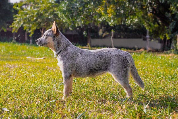 Perro perrera Heeler rústico al aire libre