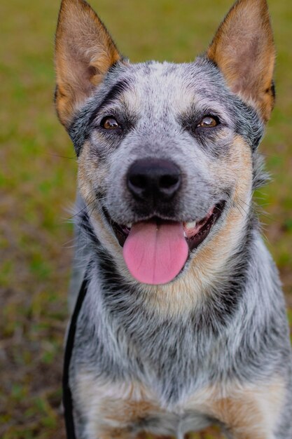 Perro perrera Heeler rústico al aire libre