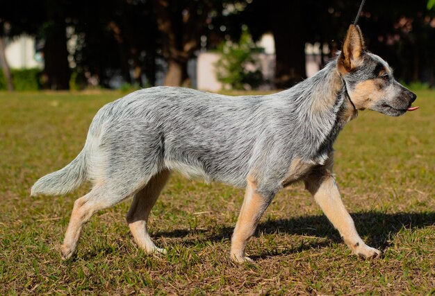 Perro perrera Heeler rústico al aire libre