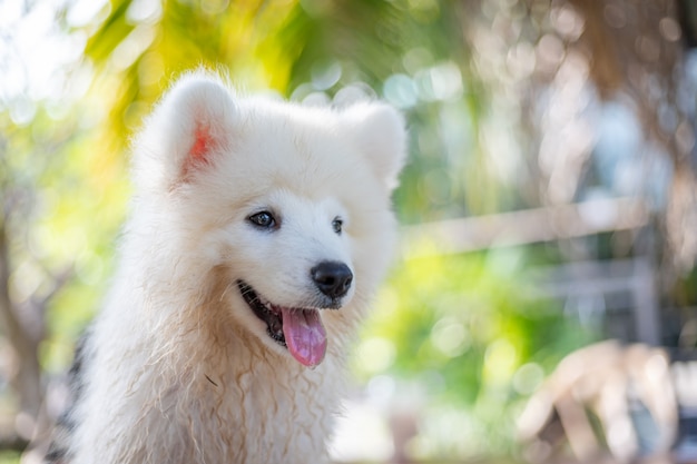 Perro de perrito blanco del samoyedo al aire libre en parque. Retrato de Samoyedo de pie sobre la hierba en el