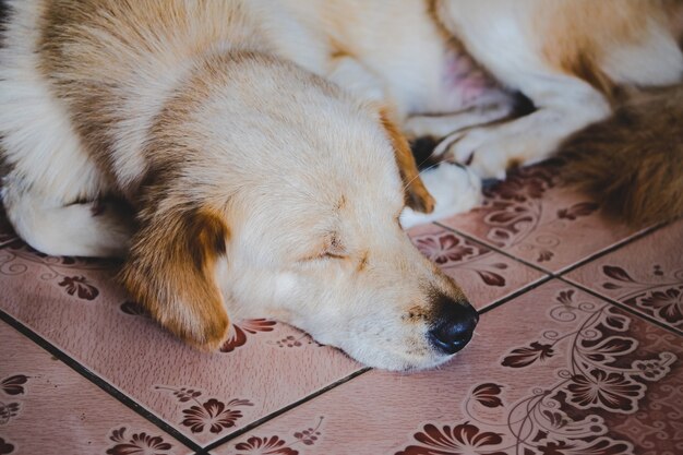 Perro de perrito marrón blanco que duerme en piso.