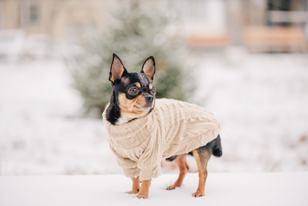 Perro. Perro en invierno camina en el parque. Retrato de un pequeño perro chihuahua vistiendo un suéter beige