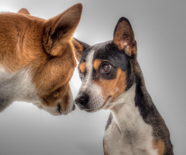 Un perro y un perro se miran