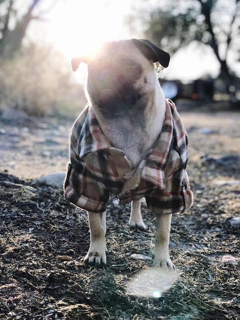 Perro de pie al aire libre