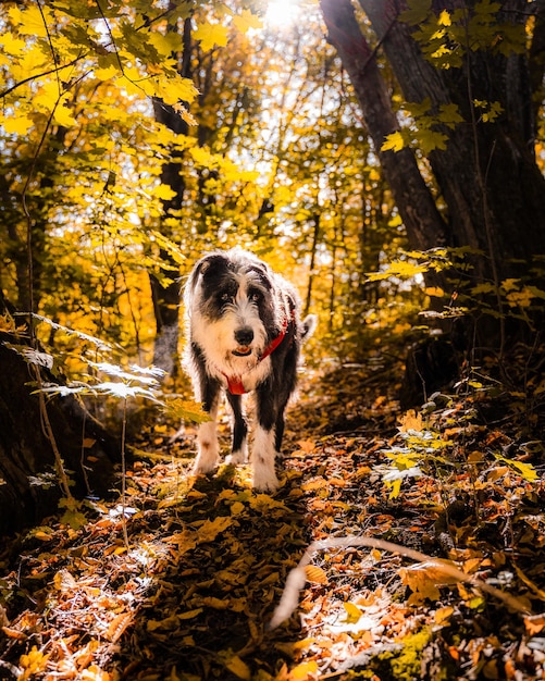 Foto perro de pie en el bosque