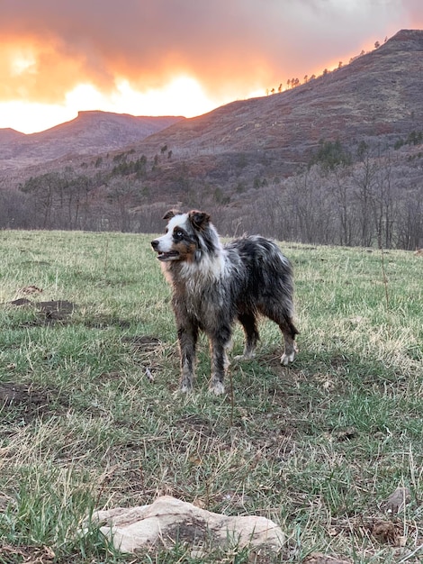 Perro de pie en el campo contra la montaña