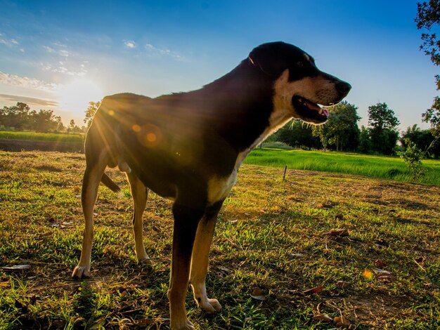 Foto perro de pie en un campo