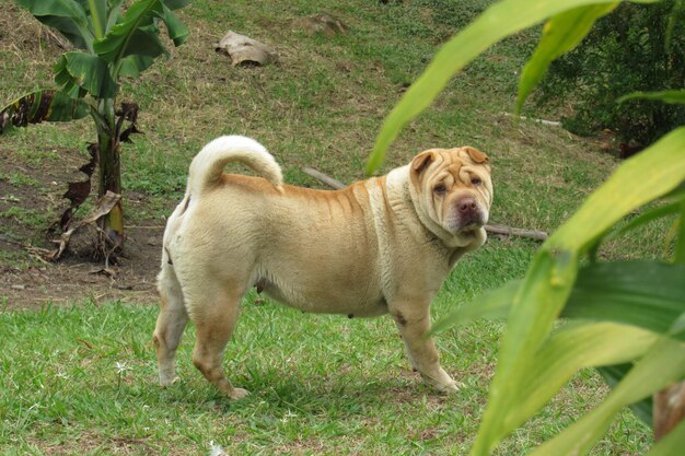 Foto perro de pie en un campo