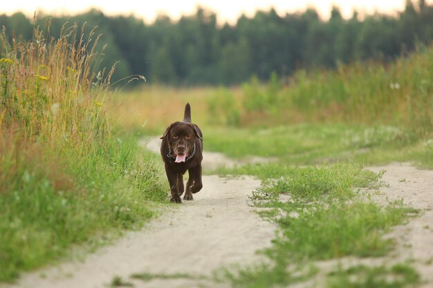 Foto perro de pie en el campo