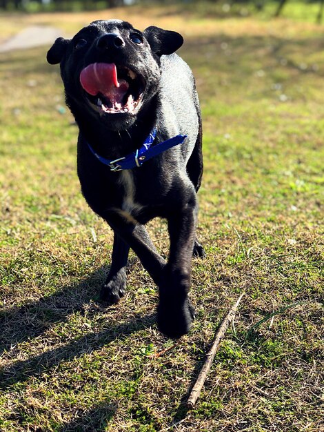 Foto perro de pie en el campo