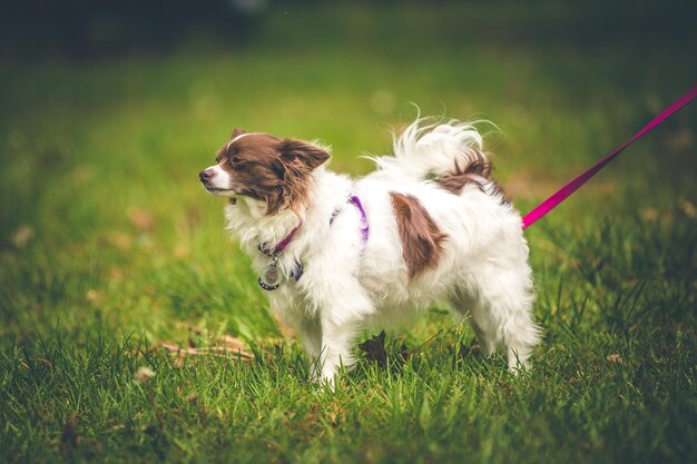 Perro de pie en un campo