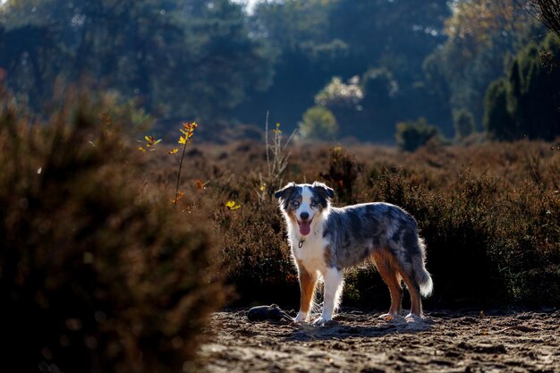 Perro de pie en el campo