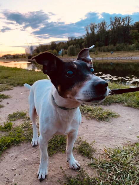 Foto perro de pie en el campo