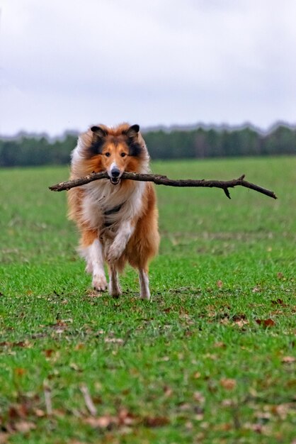 Foto perro de pie en el campo