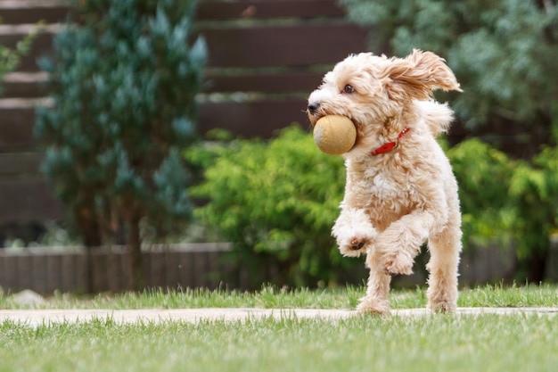 Foto perro de pie en el campo