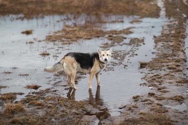 Perro de pie en un charco en el campo húmedo de primavera día nublado