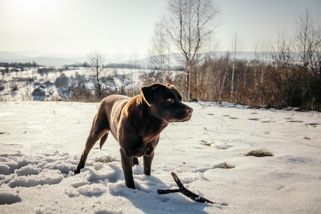 Un perro de pie encima de un campo cubierto de nieve.