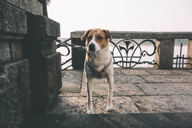 Foto perro de pie junto a la pared contra el cielo