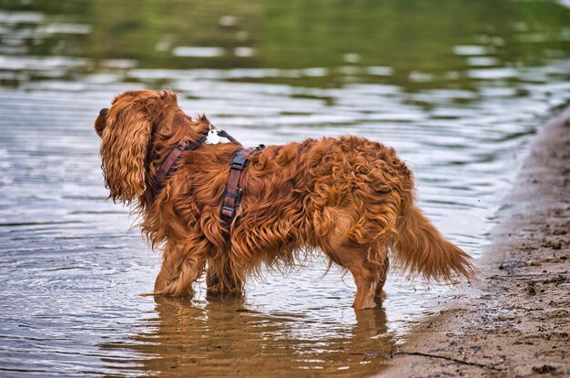 Foto perro de pie en un lago