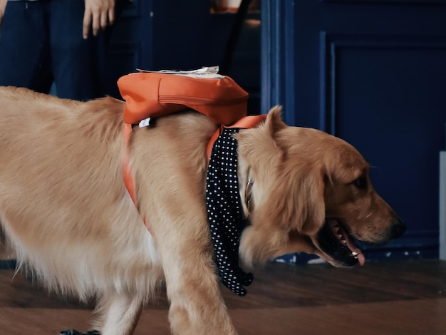 Foto perro de pie en la mesa en casa