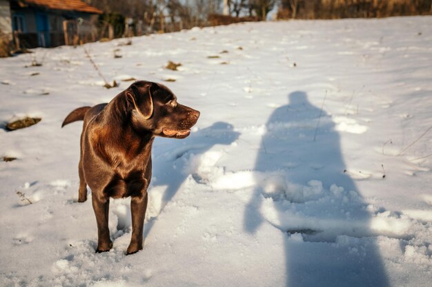 Un perro de pie en la nieve un Labrador