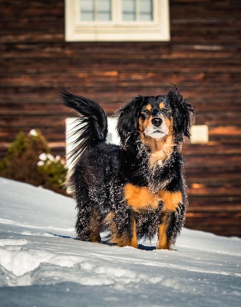 Foto perro de pie en la nieve