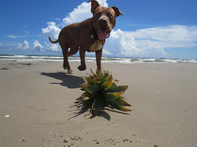 Foto perro de pie en la playa contra el cielo