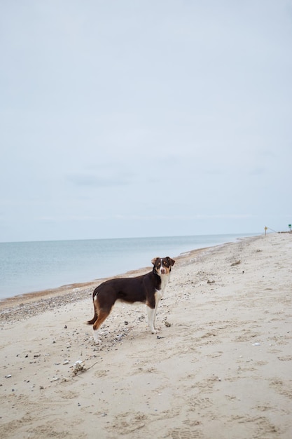 Perro de pie en la playa de invierno. Paisaje invernal con vistas al mar. Mar de Azov