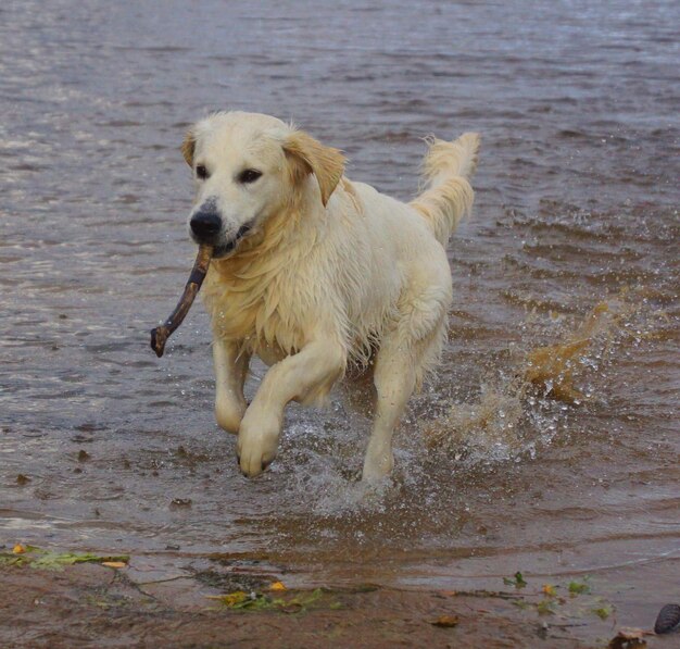 Foto perro de pie en la playa