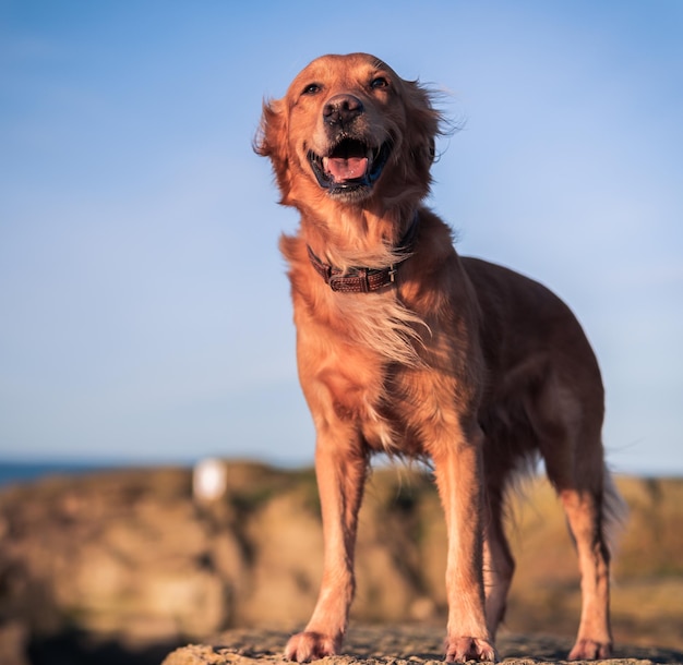 Foto perro de pie en la playa