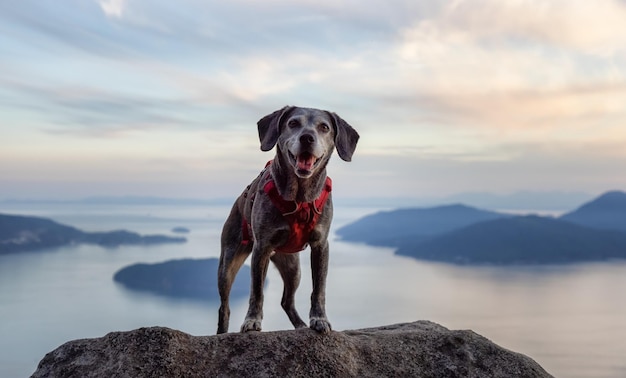 Foto perro de pie en una roca contra el cielo