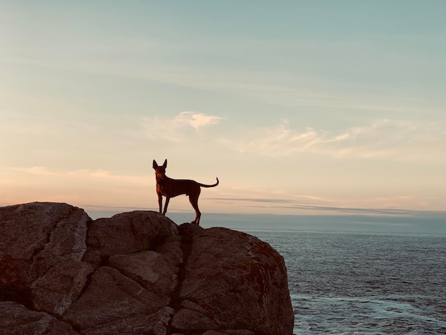 Perro de pie en una roca junto al mar contra el cielo durante la puesta de sol