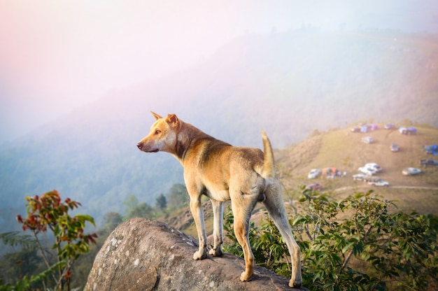 Perro de pie en la roca / Paisaje de perro parado en la colina vista de acampar en el fondo de la montaña