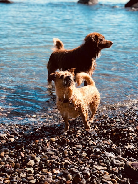 Foto perro de pie en una roca en la playa